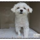 미드미동물의료센터 이미지