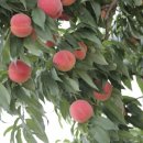 조치원_고려대학교 정문 이미지