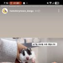 달빛햄스터리