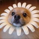 개바라기 이미지