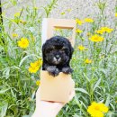 착한애견분양(원주점) 이미지