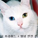 멕코이치킨 - 중구 보수대로24번길 9-1 | 멕코이치킨