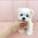우아하개 이미지