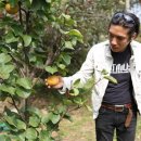 한반도면-2 이미지