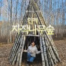 인제 관광안내소 | 인제 자작나무숲 별바라기숲 트레킹 코스 | 주차장·입산시간·소요시간·길· 완벽 가이드