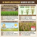 농촌진흥청 국립식량과학원 | 벼 깨씨무늬병 예방은 논 토양관리부터 시작