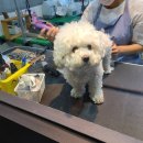 우리 펫 살롱 이미지