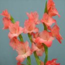 3월 23일 탄생화 : 글라디올러스(Gladiolus) 이미지