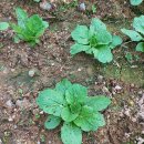 소농농장 이미지