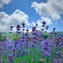 라벤더 이미지