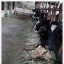 대룡목장 이미지