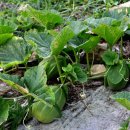 해뜨는풍경 이미지