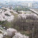 벚꽃로 가로수길 이미지