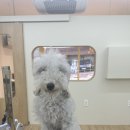 네추럴 그루밍 이미지