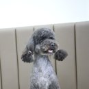 애니멀 살롱 이미지