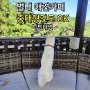 중대형견유치원호텔미용네발바닥 | 쫄보랑 딸래미랑 다녀온 남양주 애견카페! 대형견 운동장에 입이 떡 벌어졌어요.