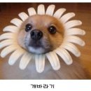 개바라기 이미지