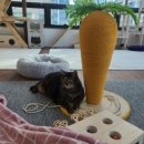 우리집 야옹이 | [김포 고촌 고양이카페] 고양이카페에서 힐링 데이트하기!🐈 <우리집 야옹이> 다녀왔어요 :)