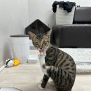 고양이미용 우다다냥 이미지