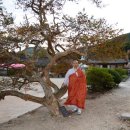 증도가 Daum카페