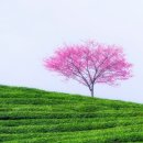 플라워풍경