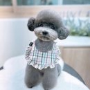 아꼬아 펫 살롱 이미지