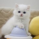 과천대로6나길 이미지