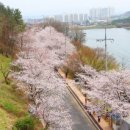봄길 Daum카페