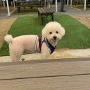 고복N바베큐G | 세종바베큐장｜야외 바베큐 '고복N바베큐G' 다녀온 후기