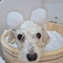 나봄스파 이미지