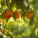 풍원농장 이미지