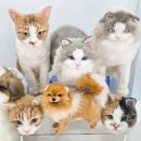 털뭉치 | 털뭉치 연구소 성수동 팝업 솔직 체험 후기 ~12.21 ★★★☆☆