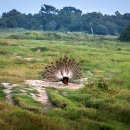 아유보완(AYUBOWAN)!!!- 인도양의 보석 스리랑카 여행(8) - 카둘라 국립공원/담불라 이미지