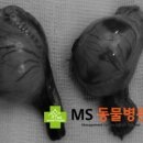 MS동물병원 네이버블로그