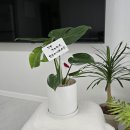 꽃집아가씨 | [전주꽃집 꽃집아가씨] 전주집들이화분 몬스테라 포장 후기