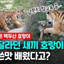 흥행을 위해 백두산호랑이를 근친교배 시켰다고 의심받는 국내 동물원 이미지