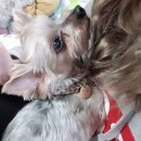 강동-천호-4203 이미지