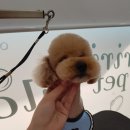 리리네 펫살롱 이미지