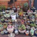 감람농장 이미지