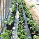 예인농장 이미지