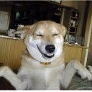 우리집 강아지 이미지