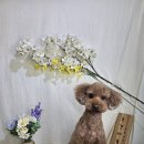 광릉내 애견 네이버블로그
