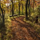 관매정 | 대구 봄 여행 추천 사유원 매화 명소와 힐링 코스