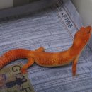 BDB REPTILE 레오파드게코 블랙나이트 , 블러드만다린포스팅