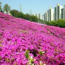 경기도 5월 축제 가볼만한곳 -군포 철쭉동산 이미지