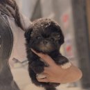 (상반기) 반려동물과 행복한 동행 : 펫티켓 | 마포강아지분양, 건강하고 예쁜 강아지 입양하는 꿀팁!