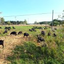 청파농장 이미지