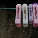 본렌터카