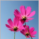 코스모스 Daum카페