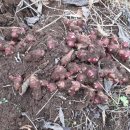 신진농장 이미지